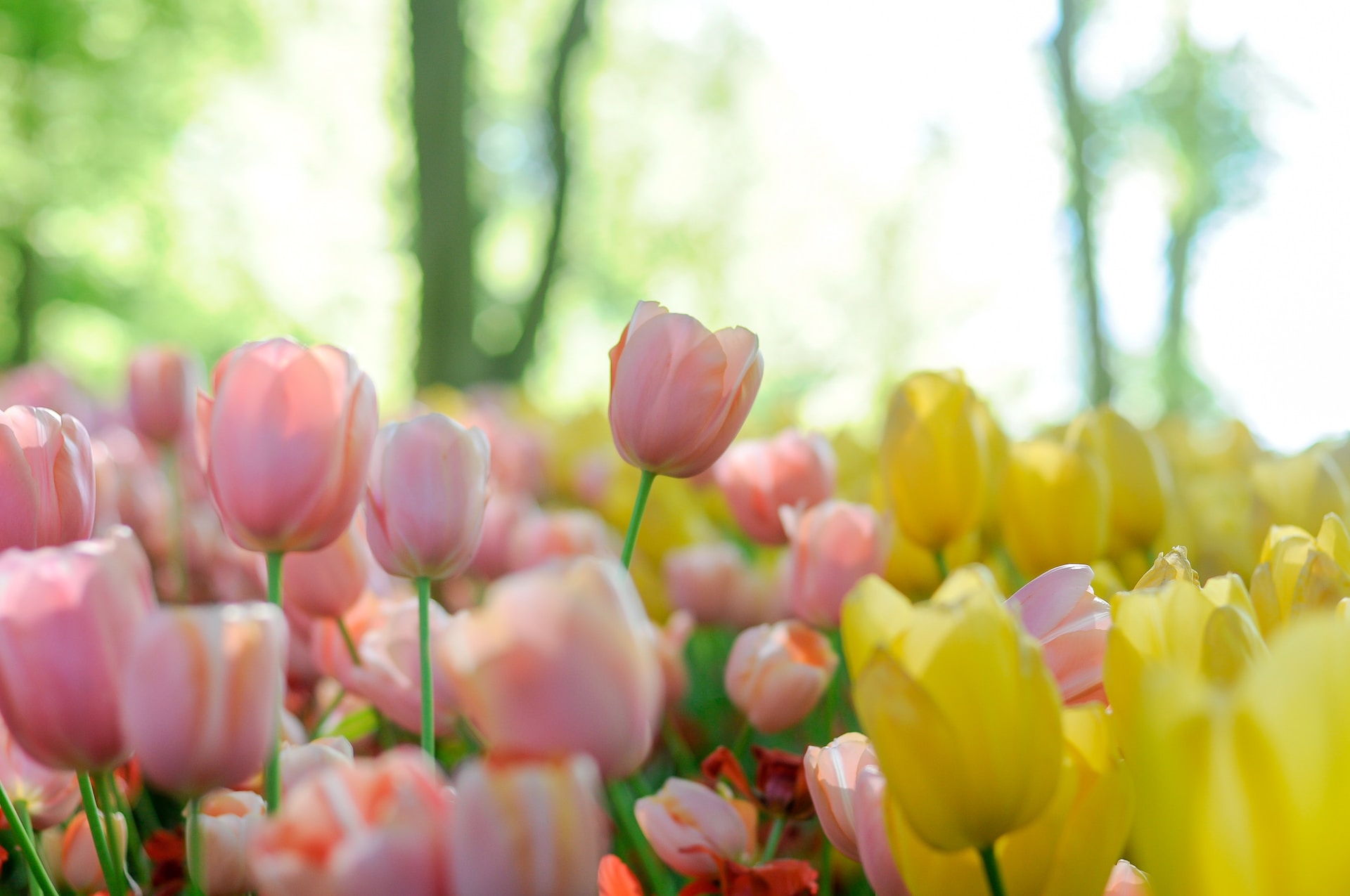 consejos para regalar tulipanes