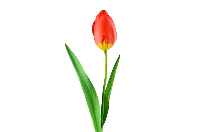 la mejor forma de regalar tulipanes