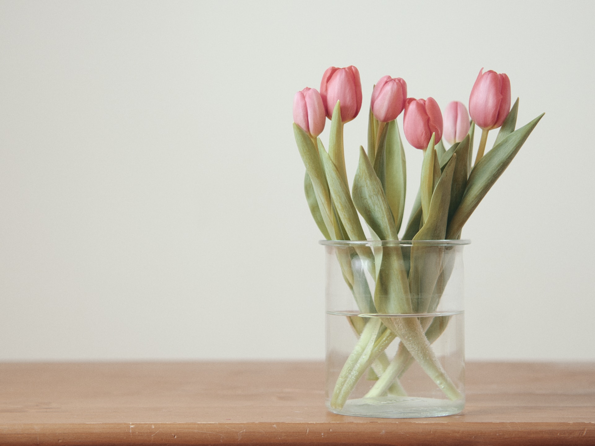 Consjeos para regalar tulipanes en un día especial